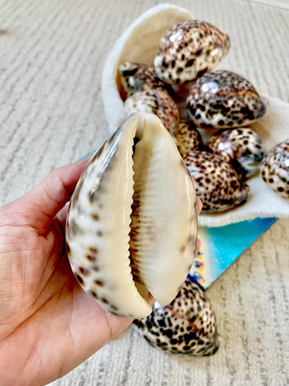 AFRICAN TIGER COWRIE Xl Shell 3-4" Natural Spotted Brown White Blue Cypraea Tigris Display Seashell Cowry