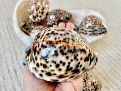 AFRICAN TIGER COWRIE Xl Shell 3-4" Natural Spotted Brown White Blue Cypraea Tigris Display Seashell Cowry