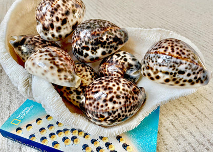 AFRICAN TIGER COWRIE Xl Shell 3-4" Natural Spotted Brown White Blue Cypraea Tigris Display Seashell Cowry