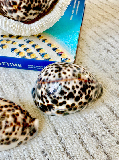 AFRICAN TIGER COWRIE Xl Shell 3-4" Natural Spotted Brown White Blue Cypraea Tigris Display Seashell Cowry
