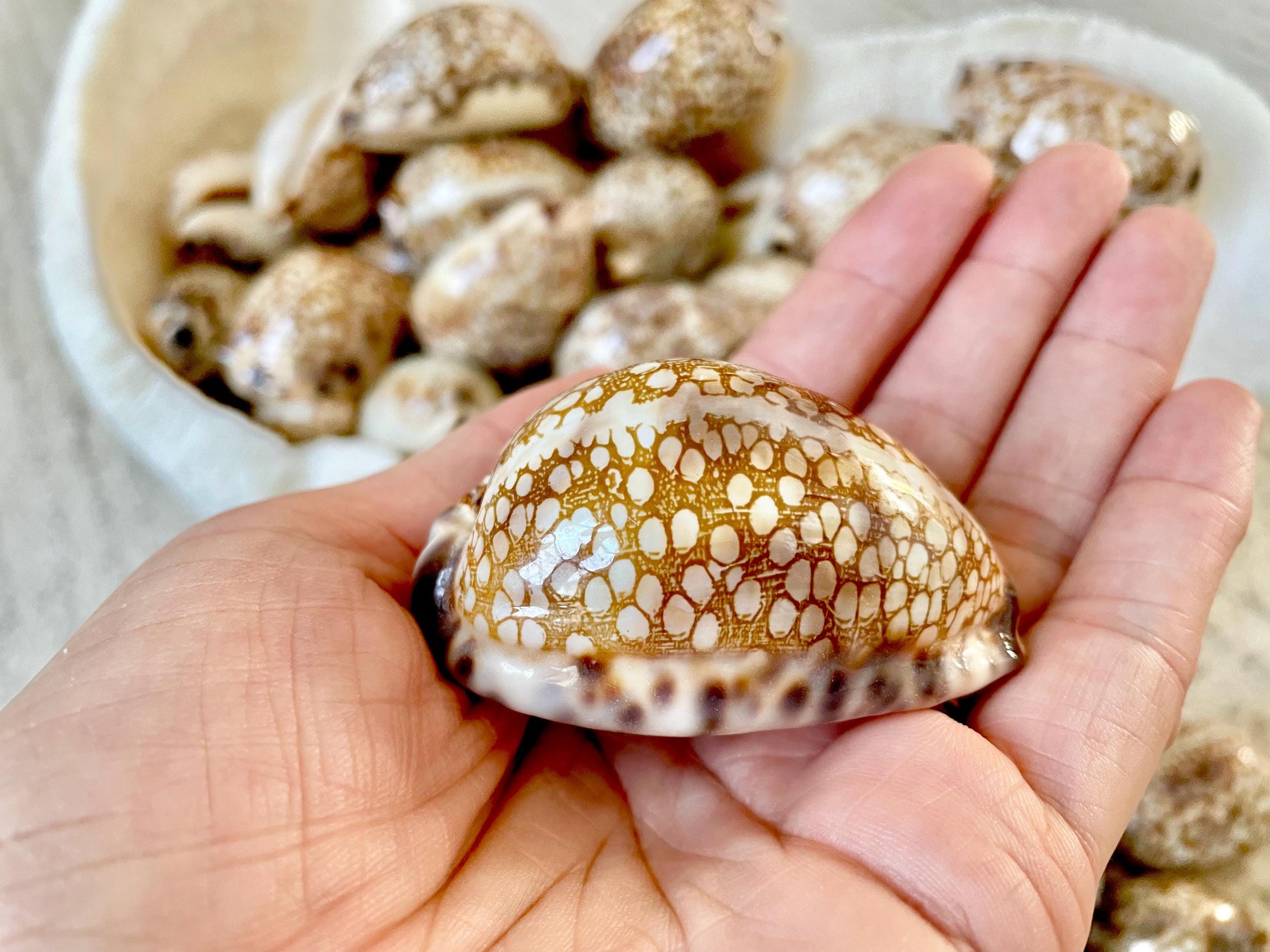 HARLEQUIN COWRIE SHELLS 2-3" Natural Mosaic Pattern Brown Display Seashell Cowry Cypraea histrio westralis