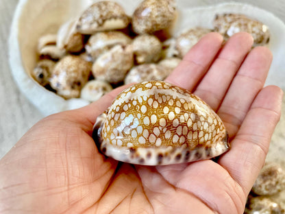 HARLEQUIN COWRIE SHELLS 2-3" Natural Mosaic Pattern Brown Display Seashell Cowry Cypraea histrio westralis