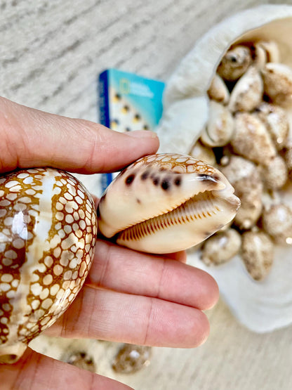 HARLEQUIN COWRIE SHELLS 2-3" Natural Mosaic Pattern Brown Display Seashell Cowry