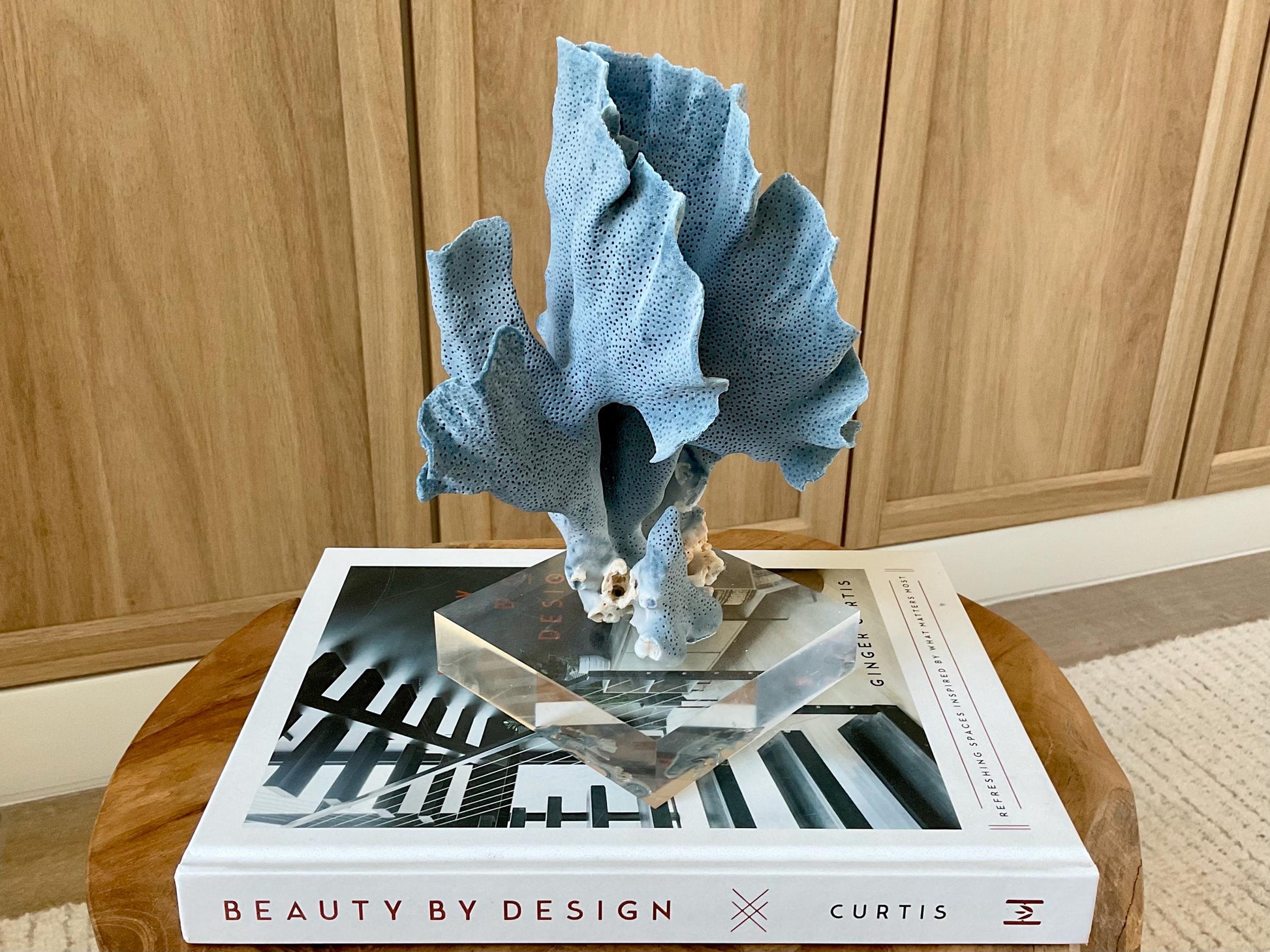 Genuine 100% Natural 8” Tall BLUE RIDGE CORAL Acrylic Mounted Ocean Reef Coastal Beach Décor Nautical Gift Real Ocean Treasure