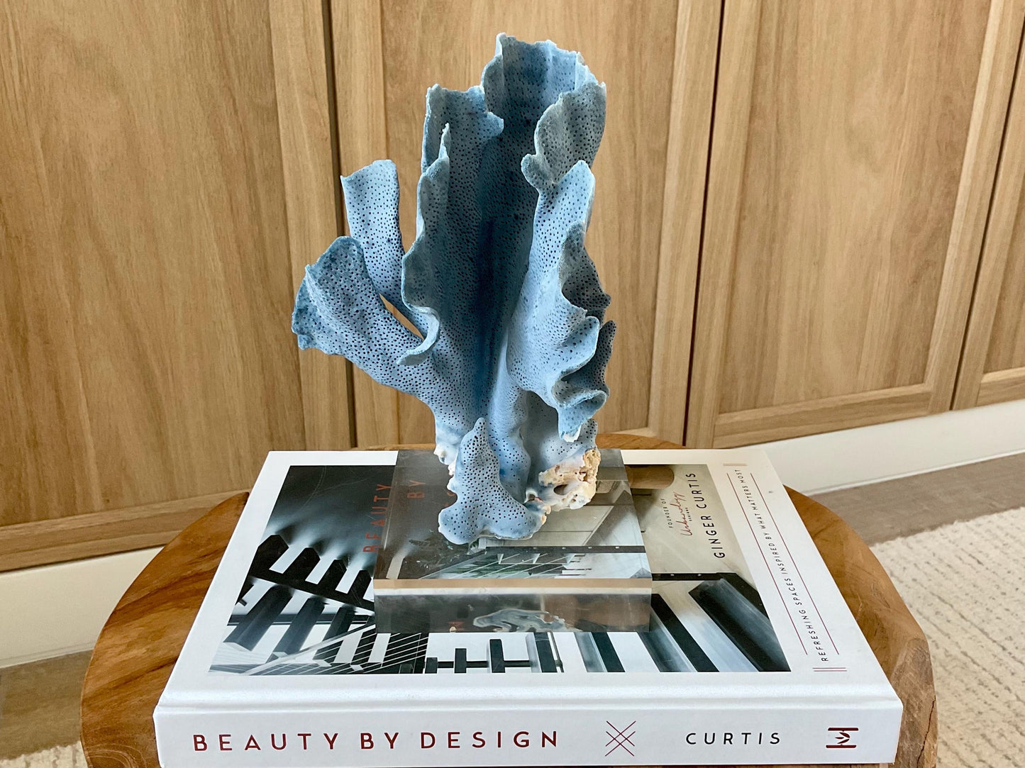 Genuine 100% Natural 8” Tall BLUE RIDGE CORAL Acrylic Mounted Ocean Reef Coastal Beach Décor Nautical Gift Real Ocean Treasure