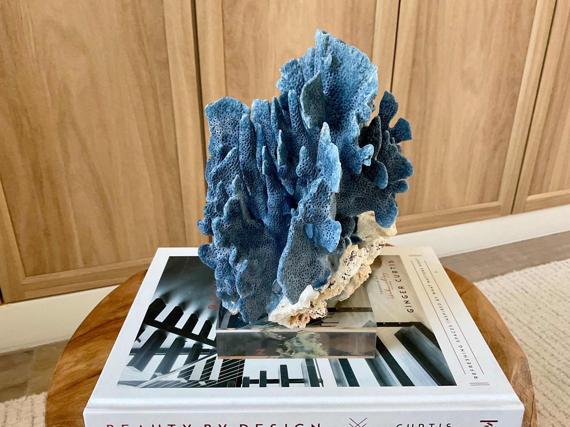 Genuine 100% Natural 8” Tall BLUE RIDGE CORAL Acrylic Mounted Ocean Reef Coastal Beach Décor Nautical Gift Real Ocean Treasure
