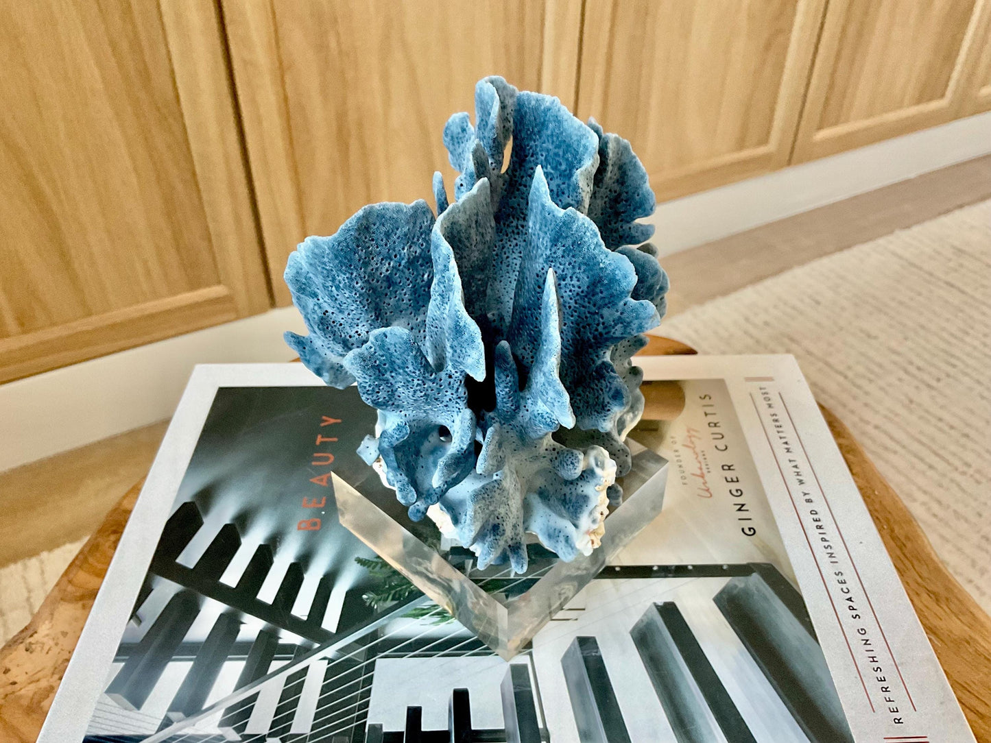 Genuine 100% Natural 6” Tall BLUE RIDGE CORAL Acrylic Mounted Ocean Reef Coastal Beach Décor Nautical Gift Real Ocean Treasure