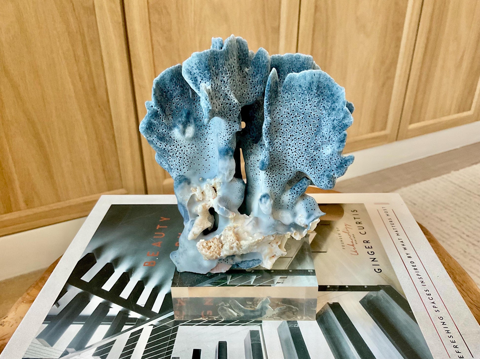 Genuine 100% Natural 6” Tall BLUE RIDGE CORAL Acrylic Mounted Ocean Reef Coastal Beach Décor Nautical Gift Real Ocean Treasure