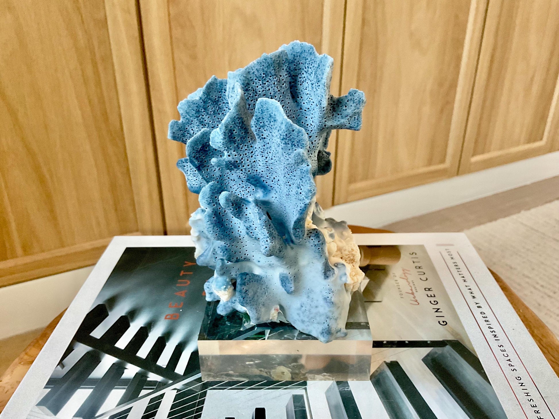 Genuine 100% Natural 6” Tall BLUE RIDGE CORAL Acrylic Mounted Ocean Reef Coastal Beach Décor Nautical Gift Real Ocean Treasure