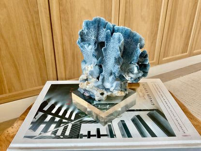 Genuine 100% Natural 6” Tall BLUE RIDGE CORAL Acrylic Mounted Ocean Reef Coastal Beach Décor Nautical Gift Real Ocean Treasure