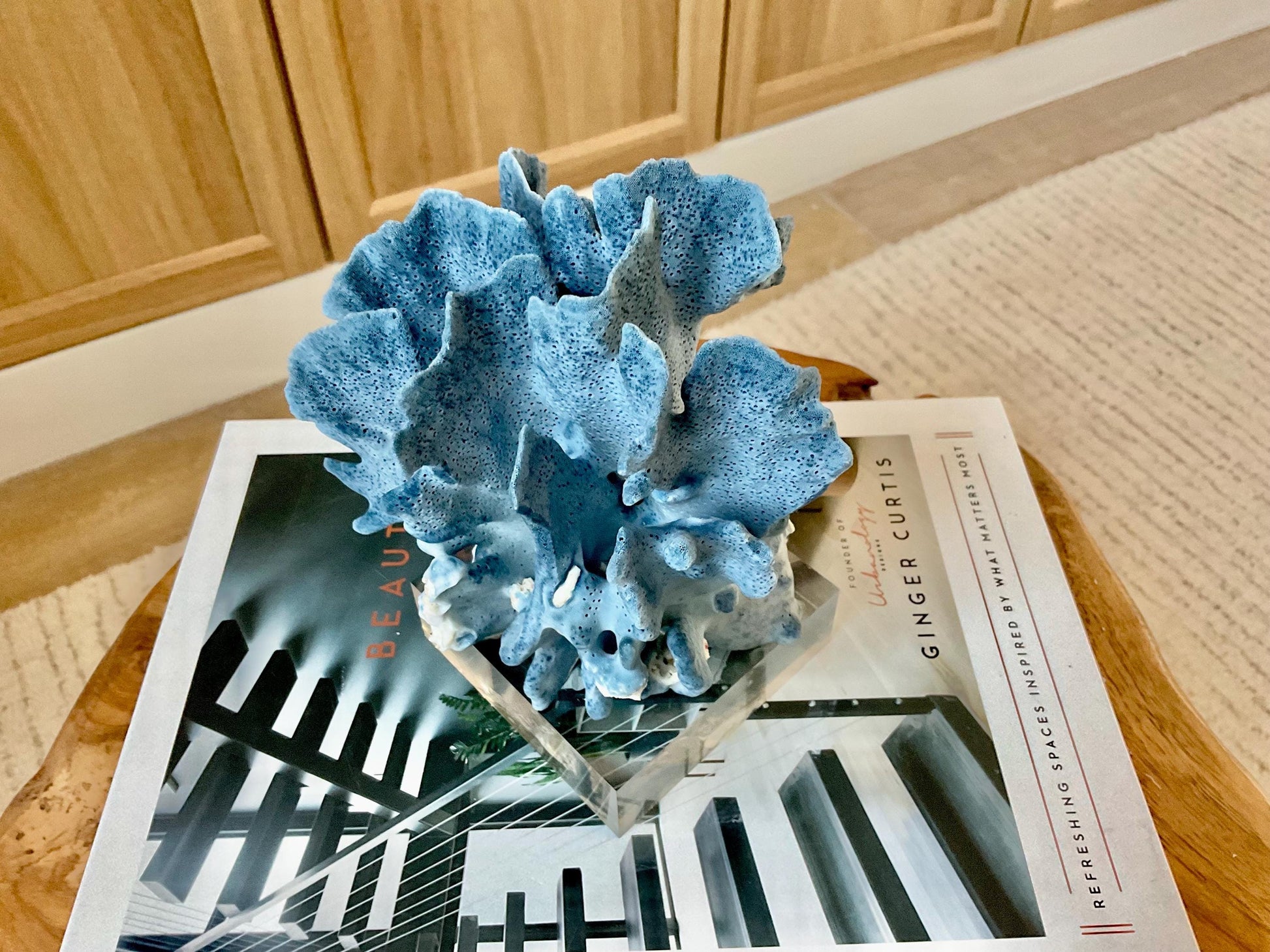 Genuine 100% Natural 6” Tall BLUE RIDGE CORAL Acrylic Mounted Ocean Reef Coastal Beach Décor Nautical Gift Real Ocean Treasure