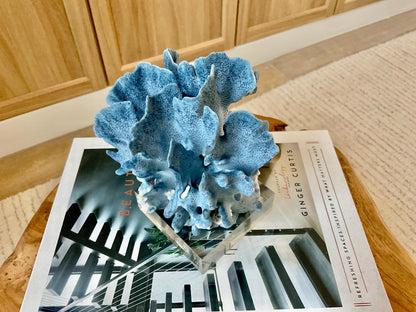 Genuine 100% Natural 6” Tall BLUE RIDGE CORAL Acrylic Mounted Ocean Reef Coastal Beach Décor Nautical Gift Real Ocean Treasure