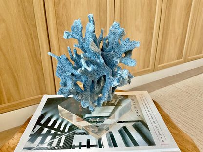 Genuine 100% Natural 8” Tall BLUE RIDGE CORAL Acrylic Mounted Ocean Reef Coastal Beach Décor Nautical Gift Real Ocean Treasure