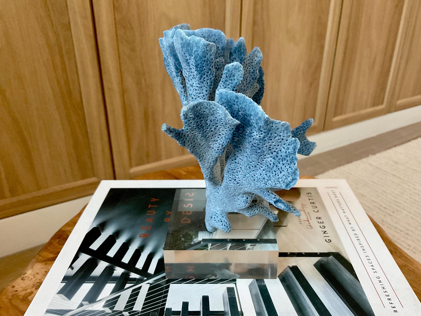 Genuine 100% Natural 7” Tall BLUE RIDGE CORAL Acrylic Mounted Ocean Reef Coastal Beach Décor Nautical Gift Real Ocean Treasure