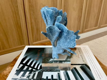 Genuine 100% Natural 7” Tall BLUE RIDGE CORAL Acrylic Mounted Ocean Reef Coastal Beach Décor Nautical Gift Real Ocean Treasure