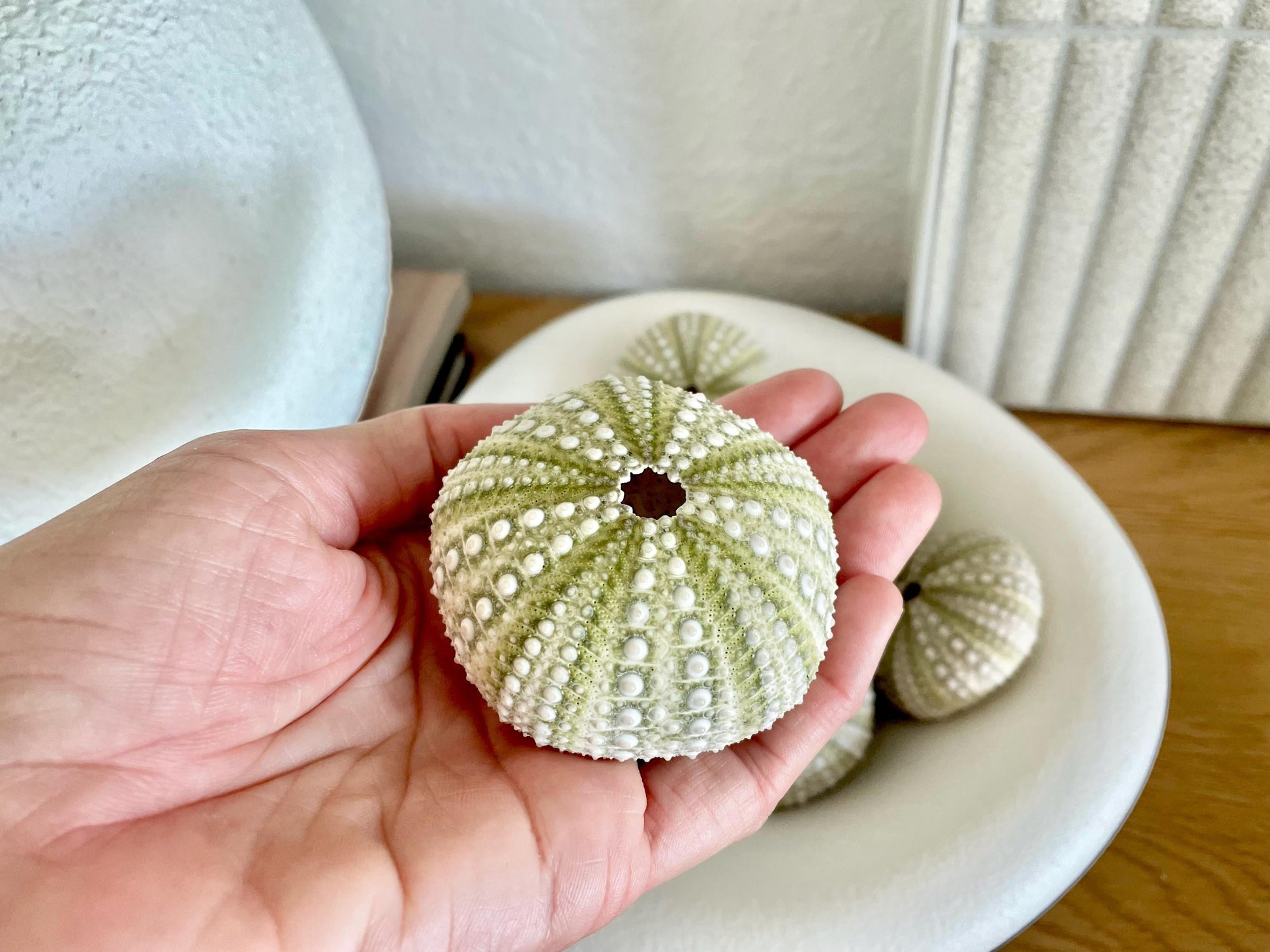 Mexican Green Urchin Shell (2.25-2.75") Beach Coastal Decor, Crafts