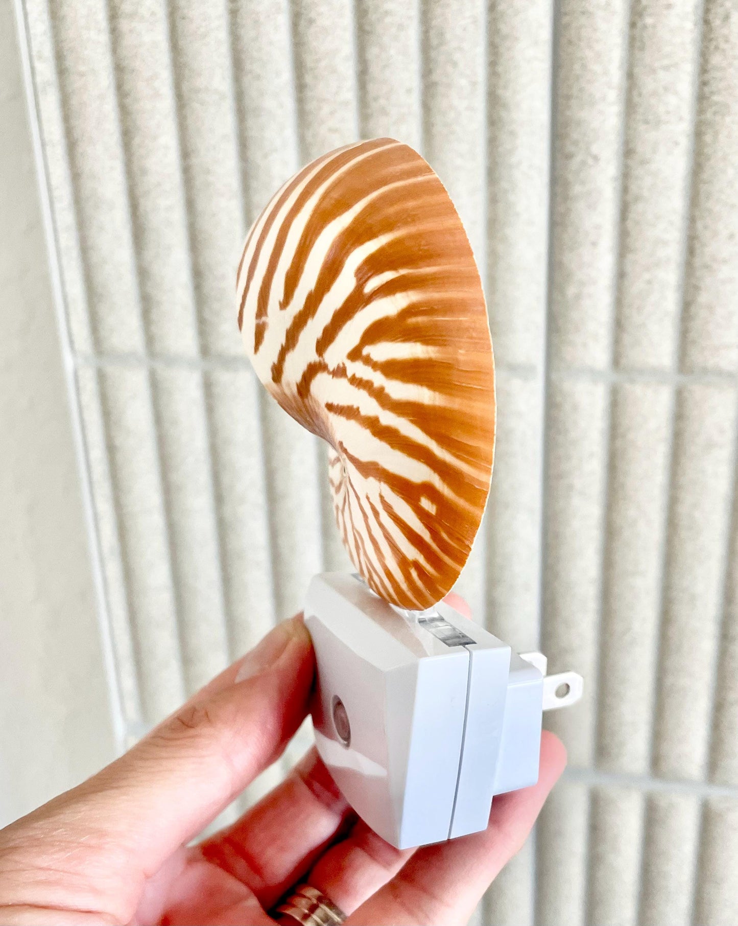 NAUTILUS NIGHT LIGHT Solar Powered Striped Chambered Natural Brown White Tiger Stripe Display Seashell Coastal Beach House Décor Gift