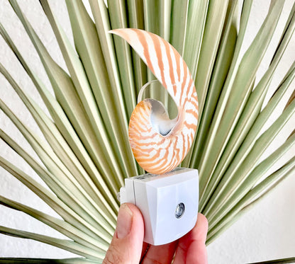 NAUTILUS NIGHT LIGHT Solar Powered Striped Chambered Natural Brown White Tiger Stripe Display Seashell Coastal Beach House Décor Gift