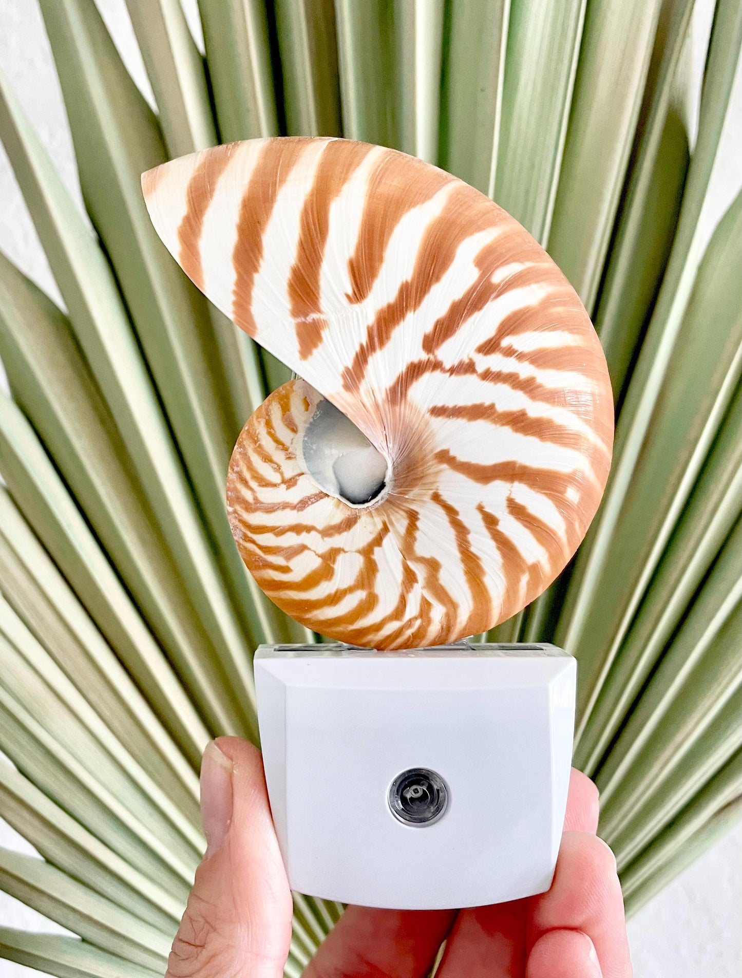 NAUTILUS NIGHT LIGHT Solar Powered Striped Chambered Natural Brown White Tiger Stripe Display Seashell Coastal Beach House Décor Gift