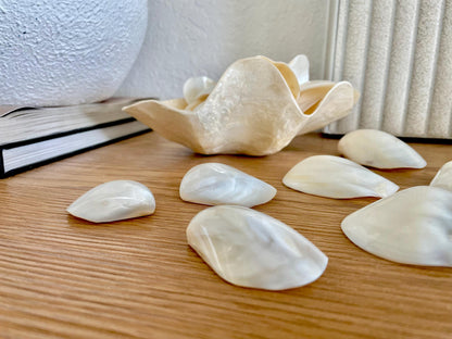 POLISHED CLAM PEARLS Fresh Water Half Shells *All Sizes* Jewelry Making Supply Craft Seashell
