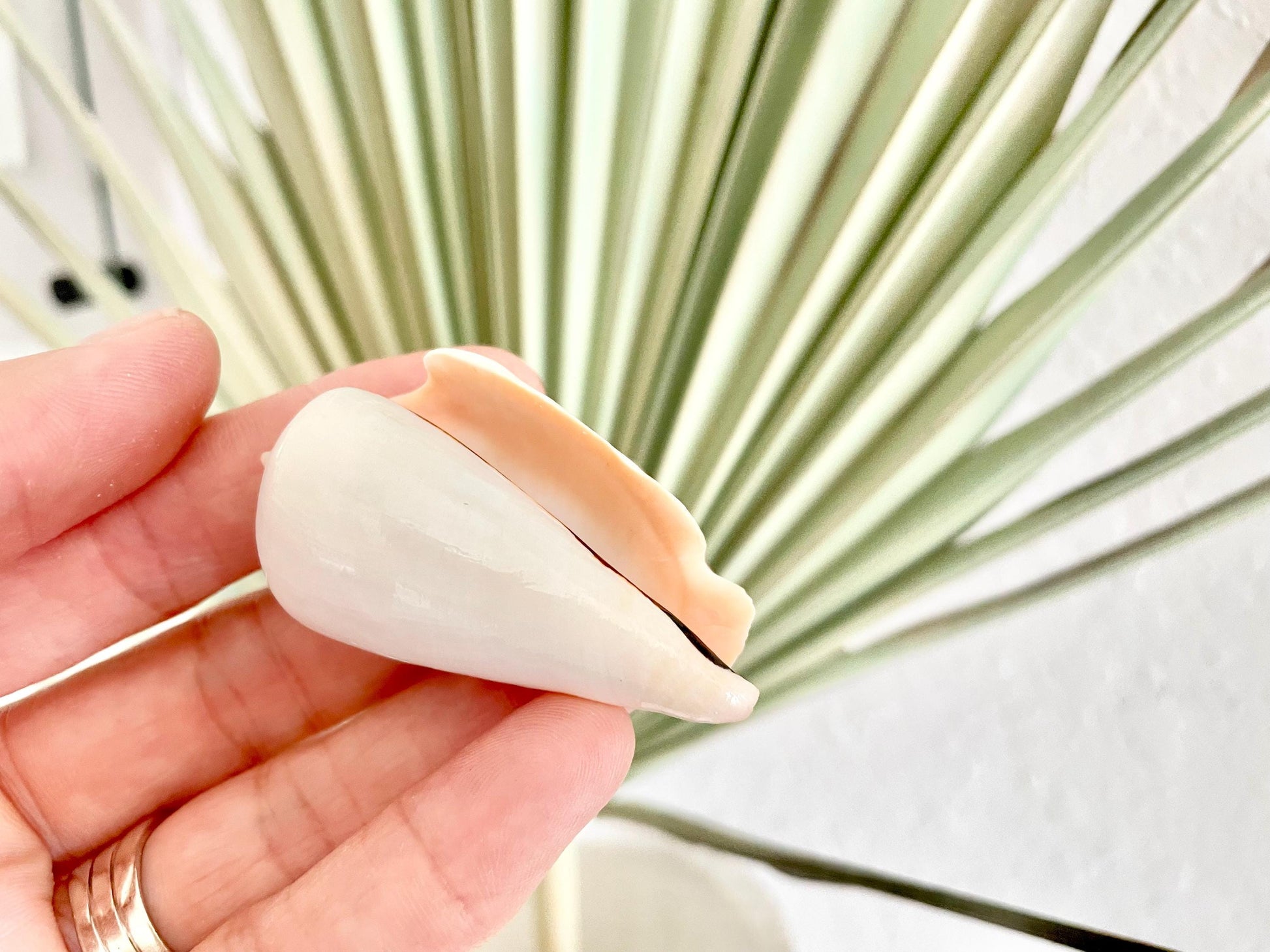 Polished White Strombus Shells 2-2.5" Long Wedding Décor, Craft Seashells