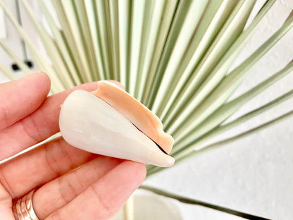 Polished White Strombus Shells 2-2.5" Long Wedding Décor, Craft Seashells