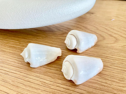 Polished White Strombus Shells 2-2.5" Long Wedding Décor, Craft Seashells