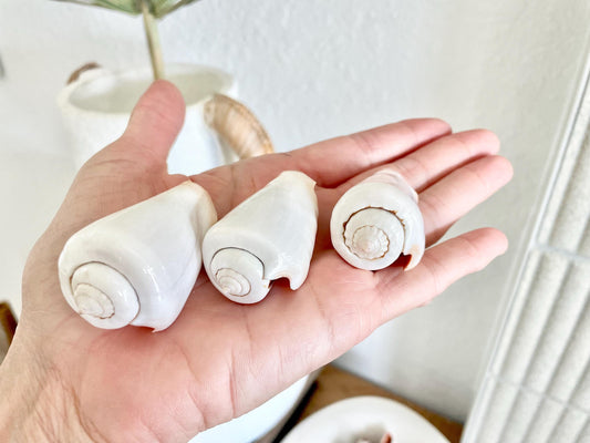 POLISHED WHITE STROMBUS Luhuanus Shells *You Choose Quantity* 2-2.5" White Wedding Favors Décor Craft Seashells