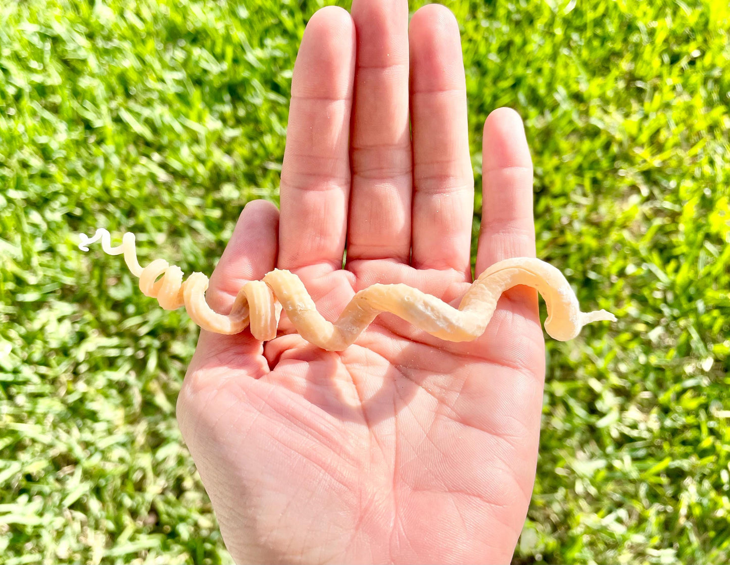 SPIRAL WORM SHELLS 6-8" Long Real Natural Display Seashell Beach Oddities Décor