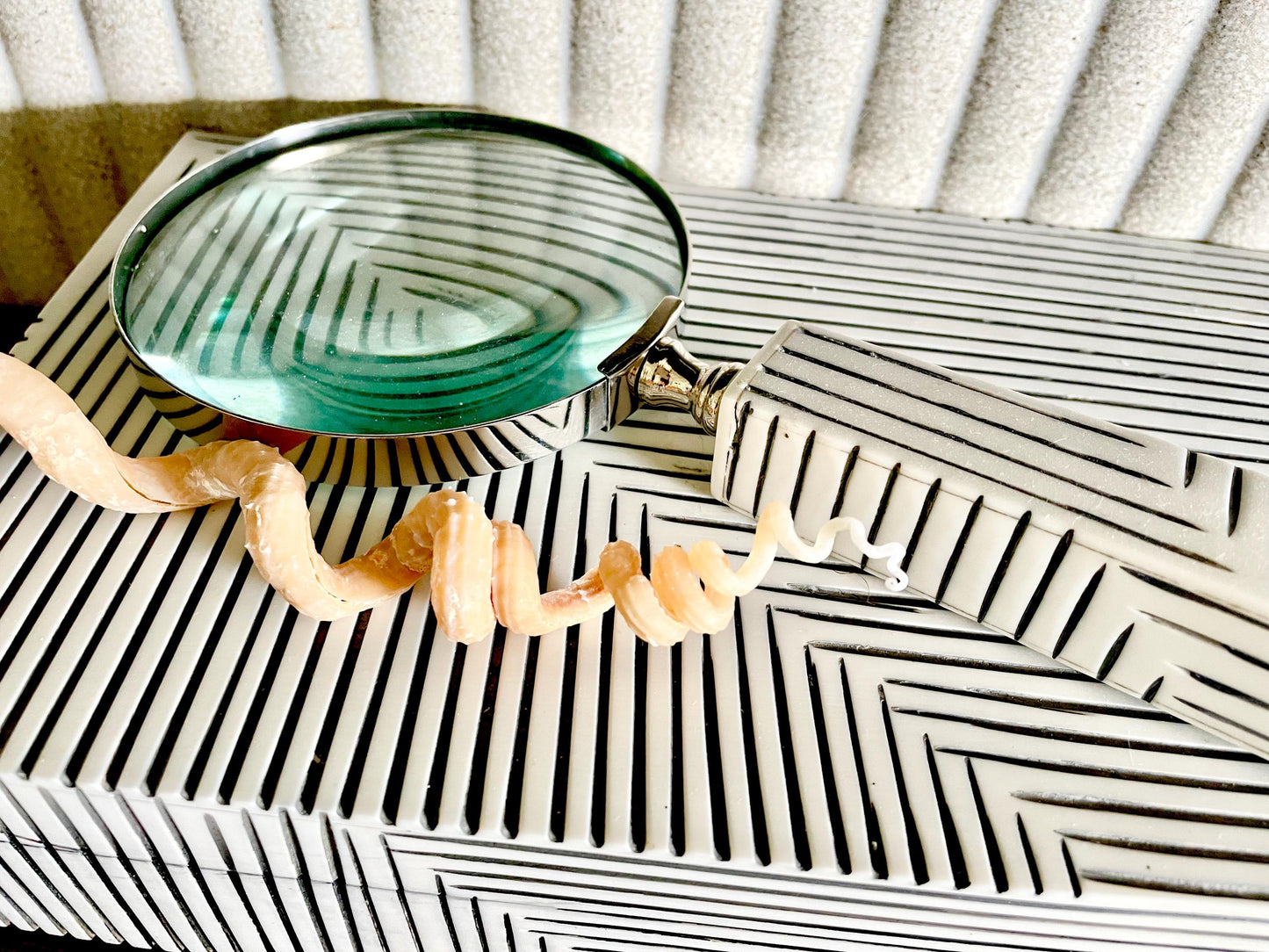 SPIRAL WORM SHELLS 6-8" Long Real Natural Display Seashell Beach Oddities Décor