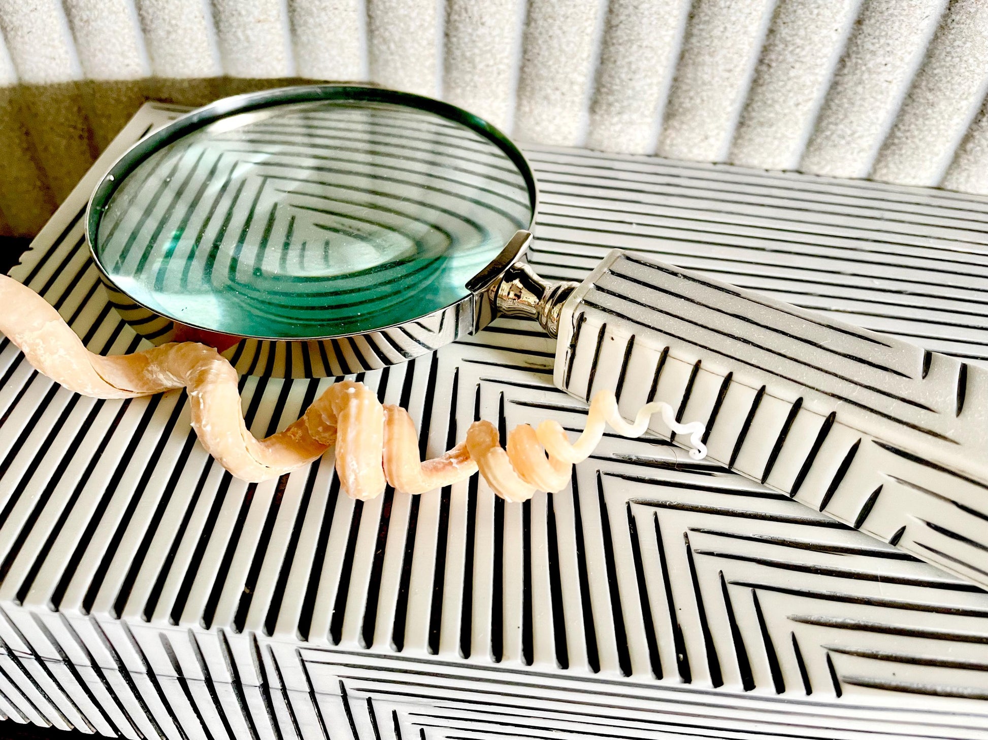 SPIRAL WORM SHELLS 6-8" Long Real Natural Display Seashell Beach Oddities Décor