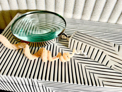 SPIRAL WORM SHELLS 6-8" Long Real Rare Display Seashell Beach Oddities Décor