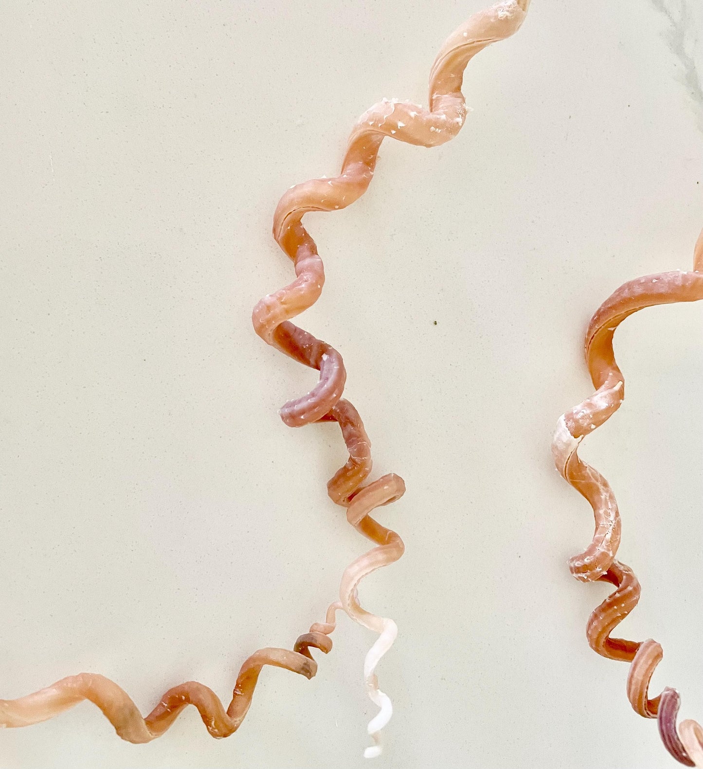 SPIRAL WORM SHELLS 6-8" Long Real Natural Display Seashell Beach Oddities Décor