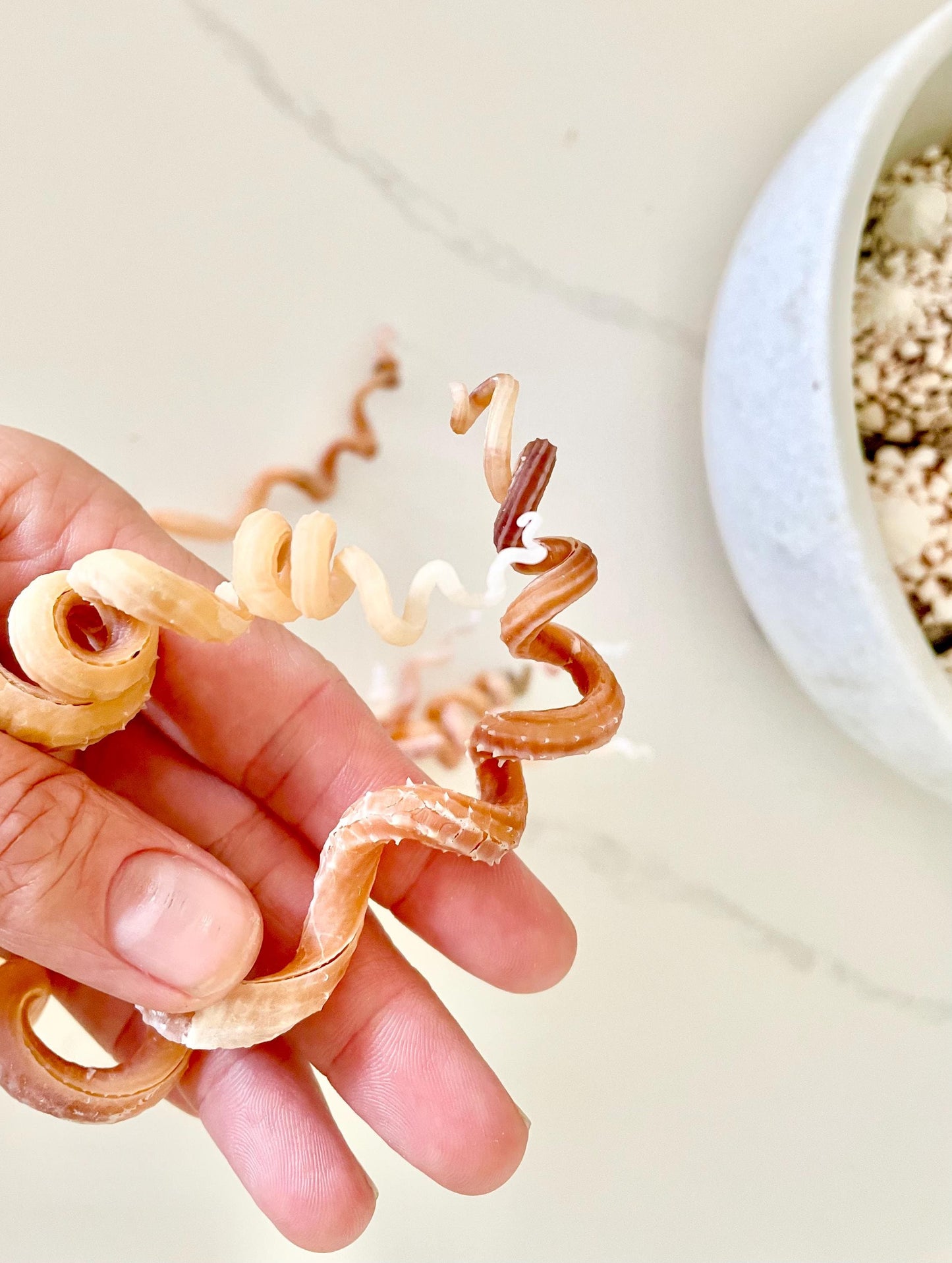 SPIRAL WORM SHELLS 6-8" Long Real Natural Display Seashell Beach Oddities Décor