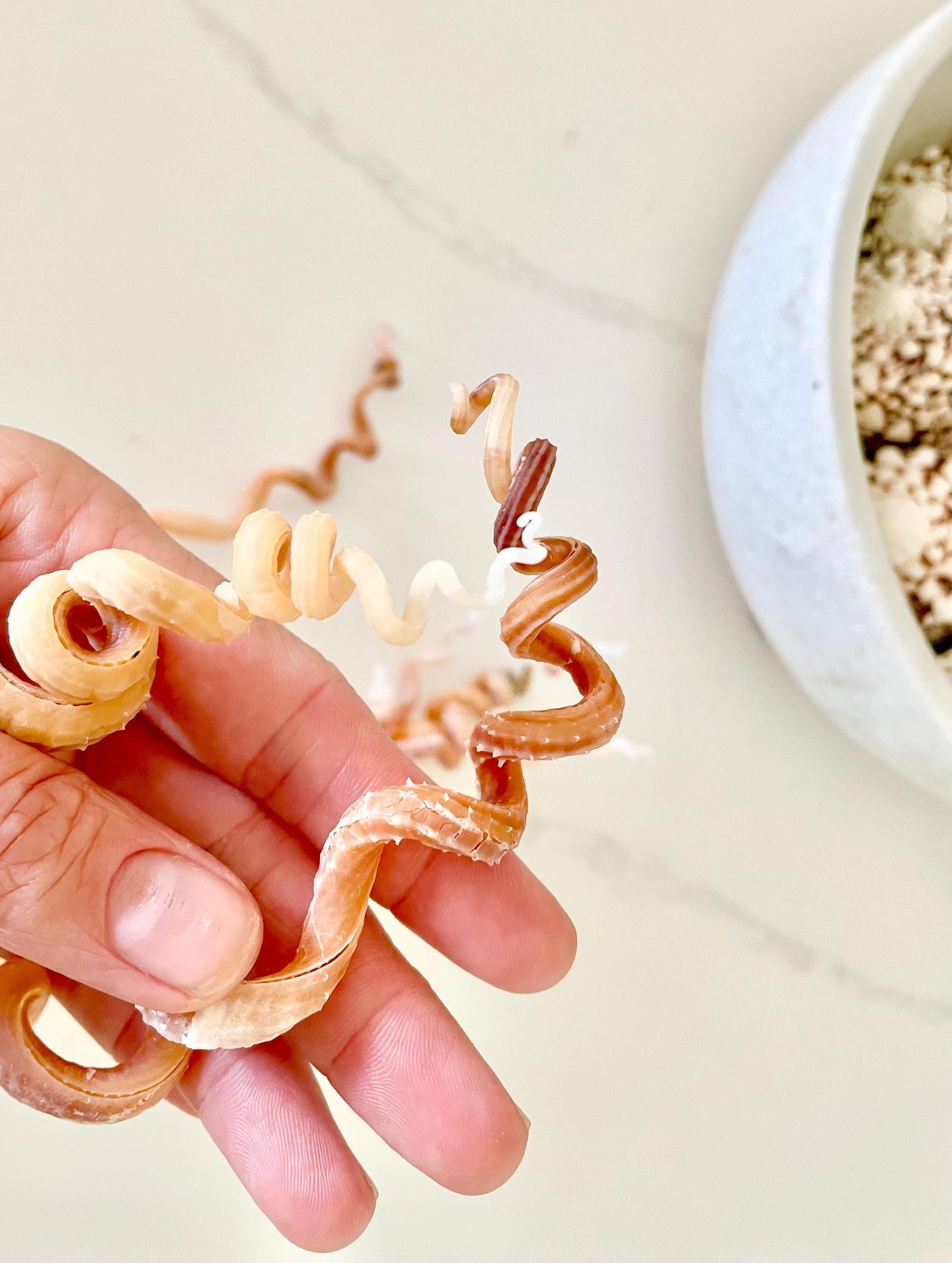 SPIRAL WORM SHELLS 6-8" Long Real Rare Display Seashell Beach Oddities Décor