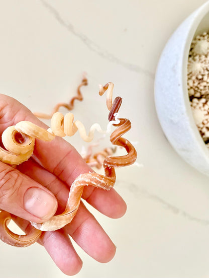 SPIRAL WORM SHELLS 6-8" Long Real Rare Display Seashell Beach Oddities Décor