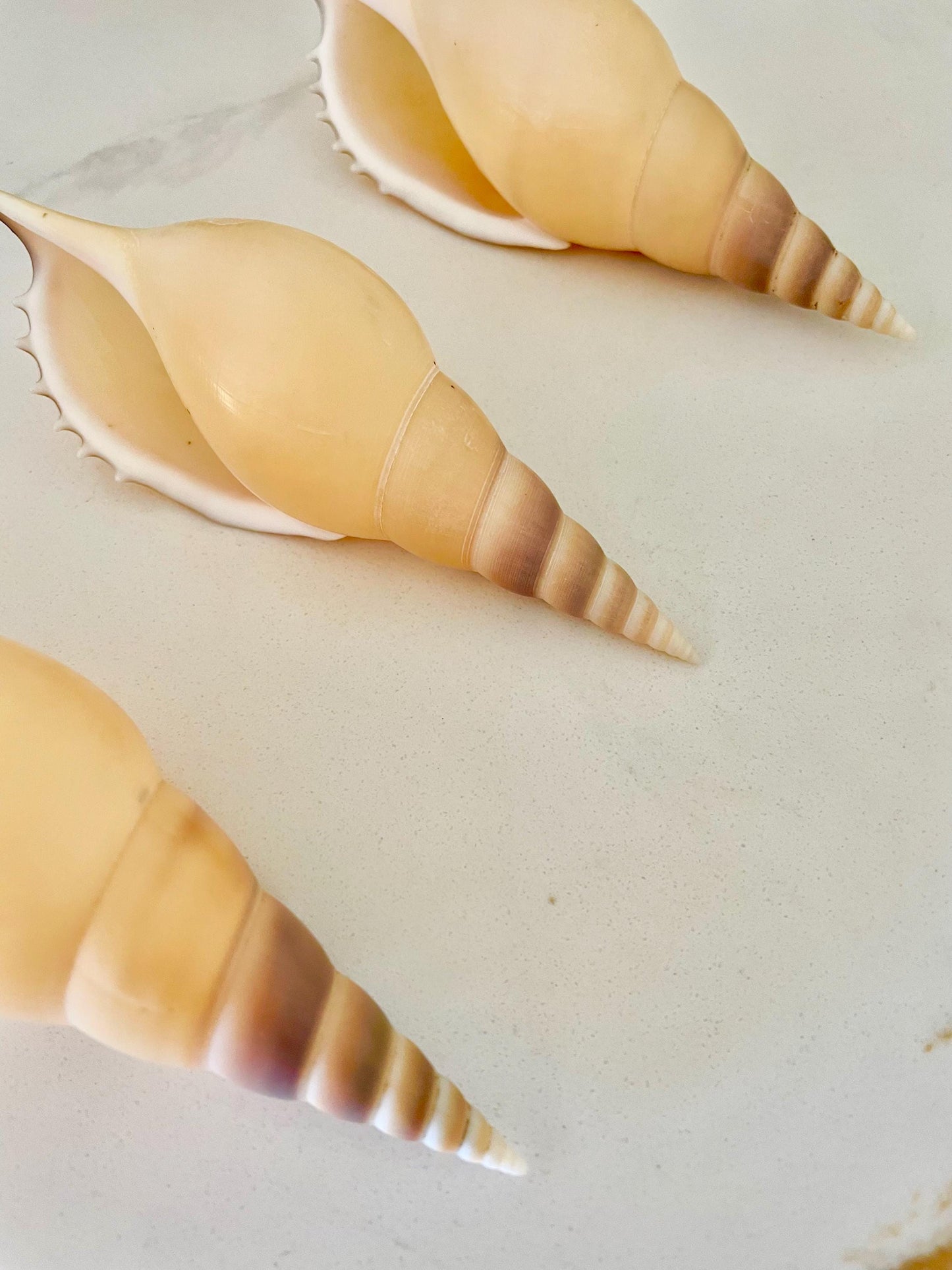 MARTIN'S TIBIA Shells *5-6" Long* Natural Orange Brown Display Seashells Fusus Coastal Beach Décor