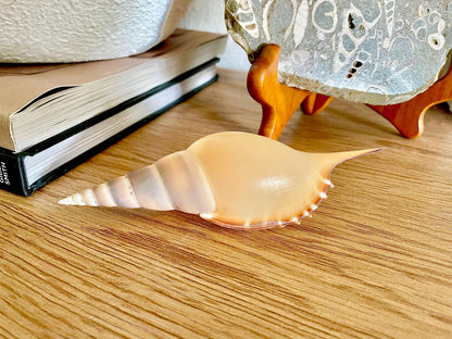 MARTIN'S TIBIA Shells *5-6" Long* Natural Orange Brown Display Seashells Fusus Coastal Beach Décor