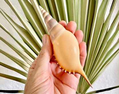 Martin's Tibia Shell 5-6" Orange Brown Fusus Display Seashell