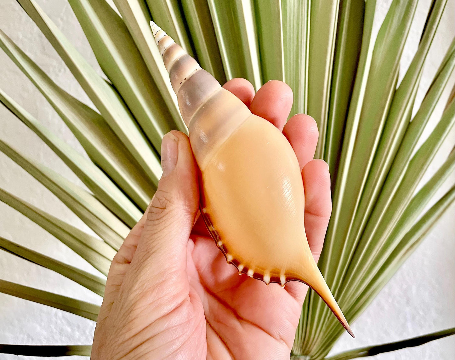 MARTIN'S TIBIA Shells *5-6" Long* Natural Orange Brown Display Seashells Fusus Coastal Beach Décor