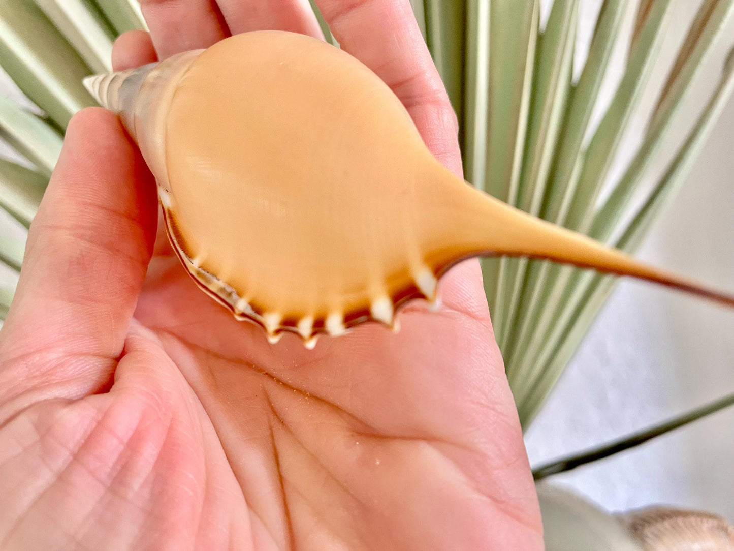 MARTIN'S TIBIA Shells *5-6" Long* Natural Orange Brown Display Seashells Fusus Coastal Beach Décor