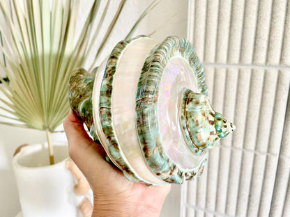 GIANT GREEN MARMORATUS Banded Turban Shell 7-8" X-Large Conch Seashell Mother Of Pearl Polished Coastal Décor