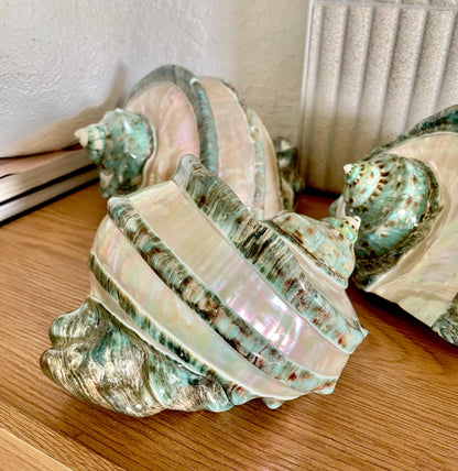 GIANT GREEN MARMORATUS Banded Turban Shell 7-8" X-Large Conch Seashell Mother Of Pearl Polished Coastal Décor