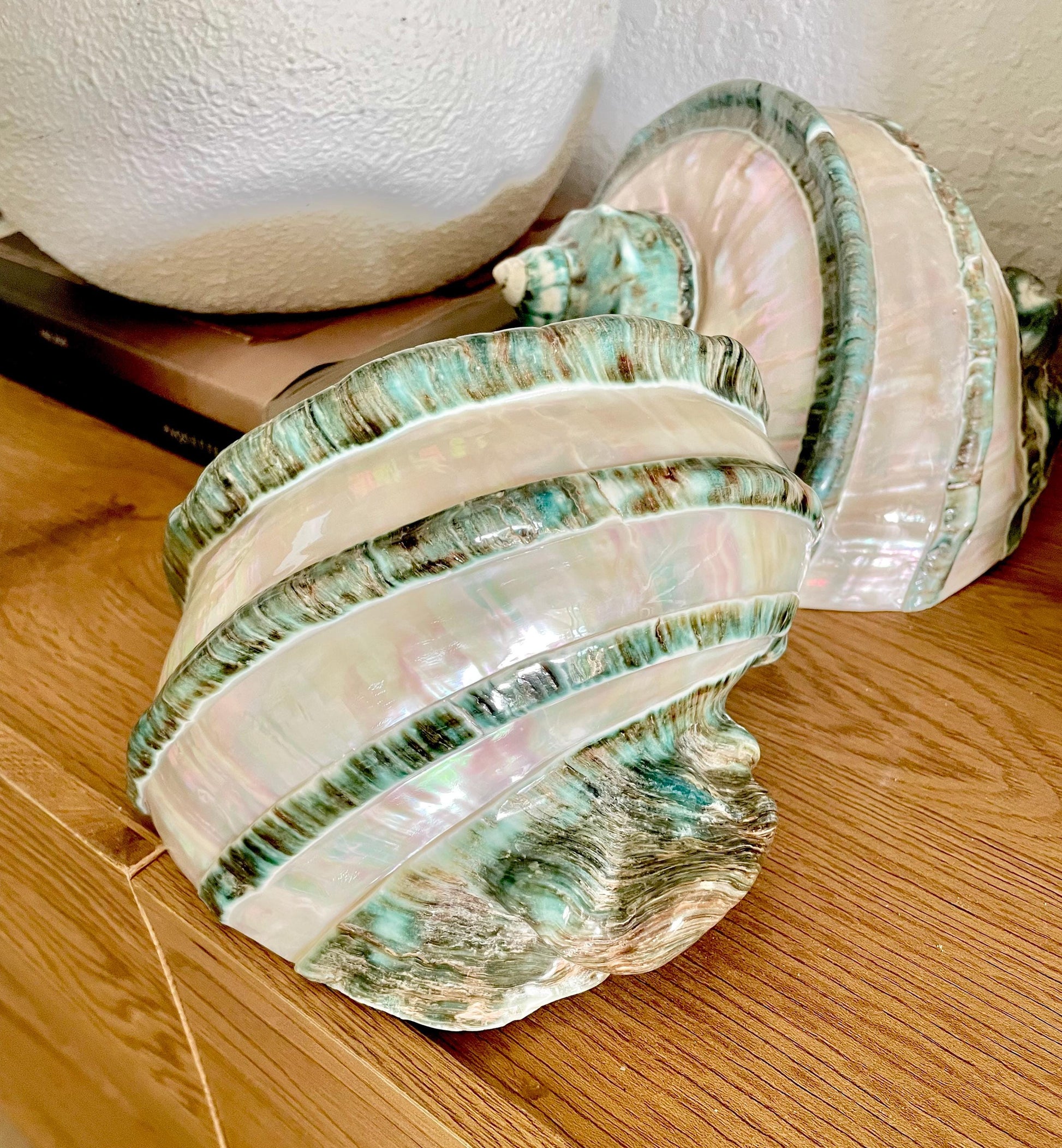 GIANT GREEN MARMORATUS Banded Turban Shell 7-8" X-Large Conch Seashell Mother Of Pearl Polished Coastal Décor