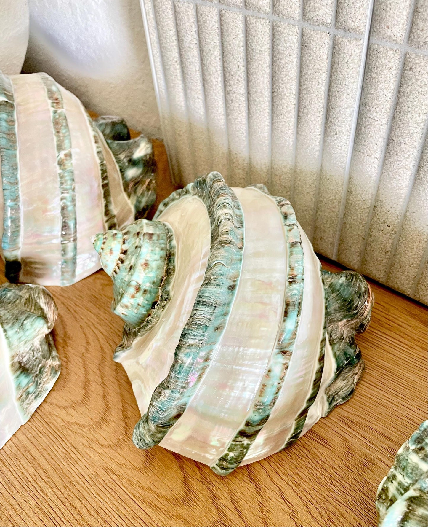 GIANT GREEN MARMORATUS Banded Turban Shell 7-8" X-Large Conch Seashell Mother Of Pearl Polished Coastal Décor