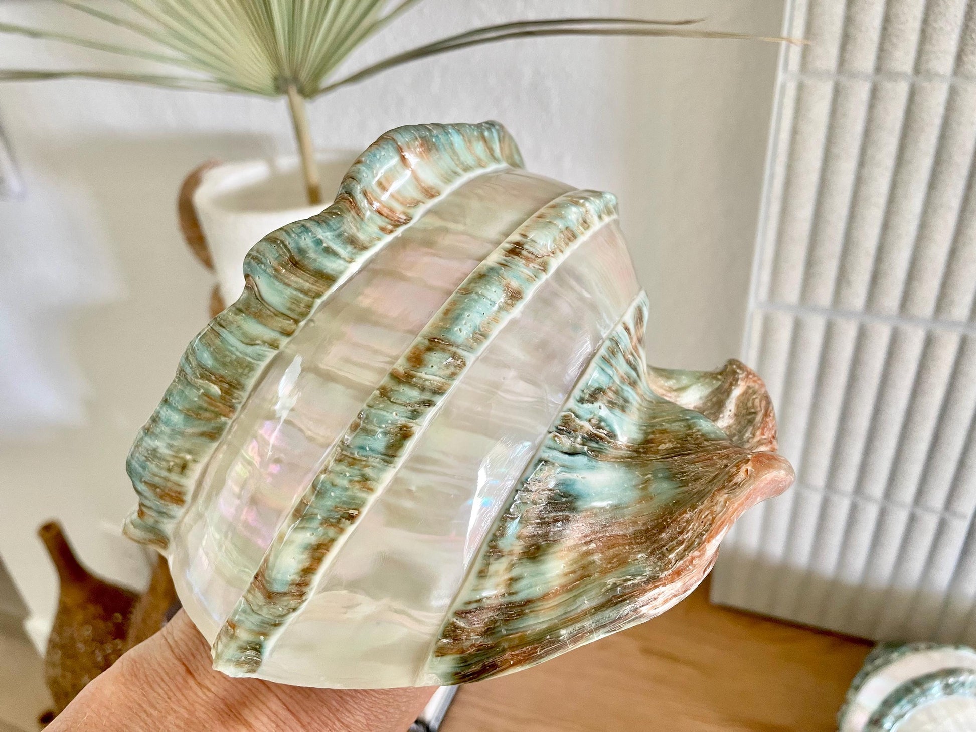 GIANT GREEN MARMORATUS Banded Turban Shell 7-8" X-Large Conch Seashell Mother Of Pearl Polished Coastal Décor