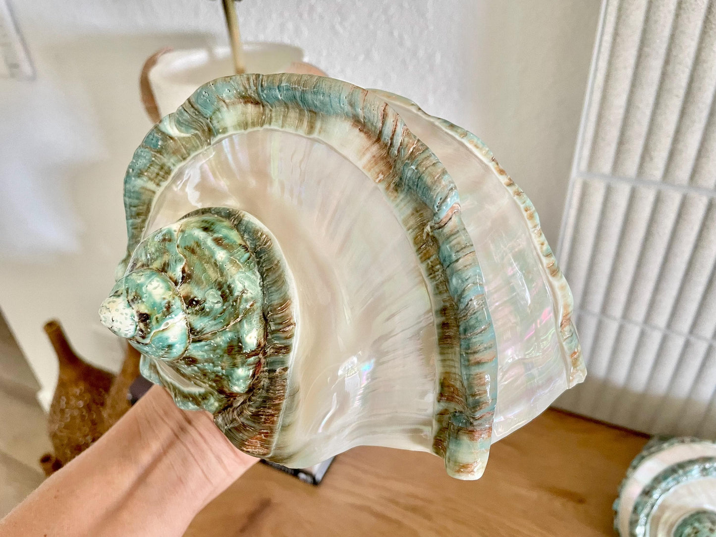 GIANT GREEN MARMORATUS Banded Turban Shell 7-8" X-Large Conch Seashell Mother Of Pearl Polished Coastal Décor