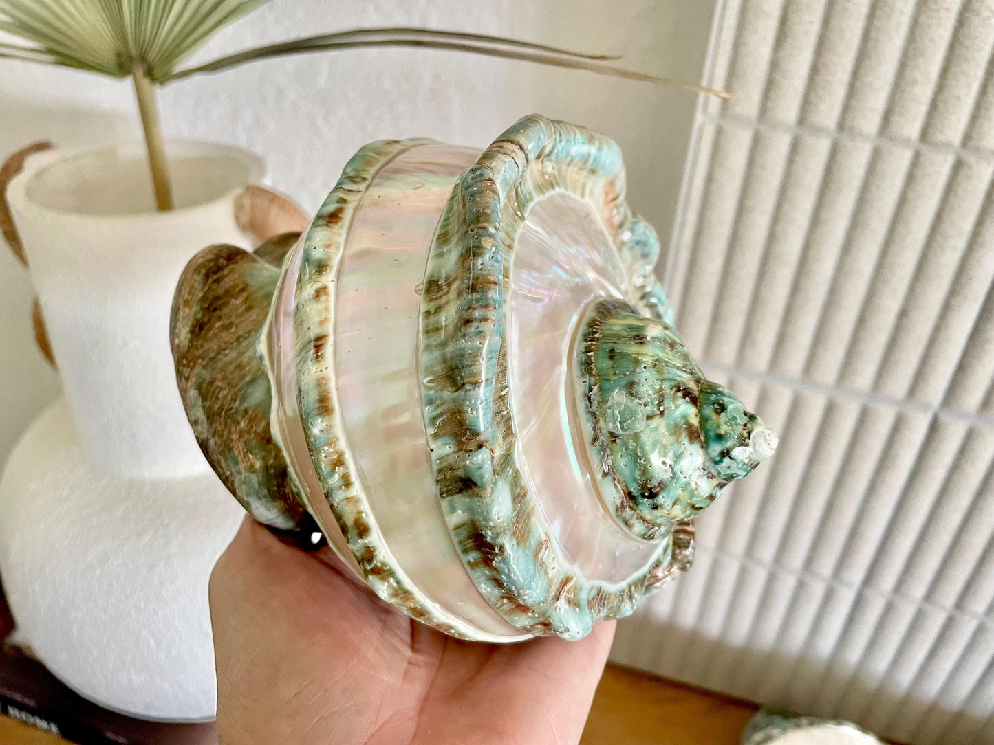 Giant 7-8" Green Banded Marmoratus Turban Shell, Polished Coastal Décor