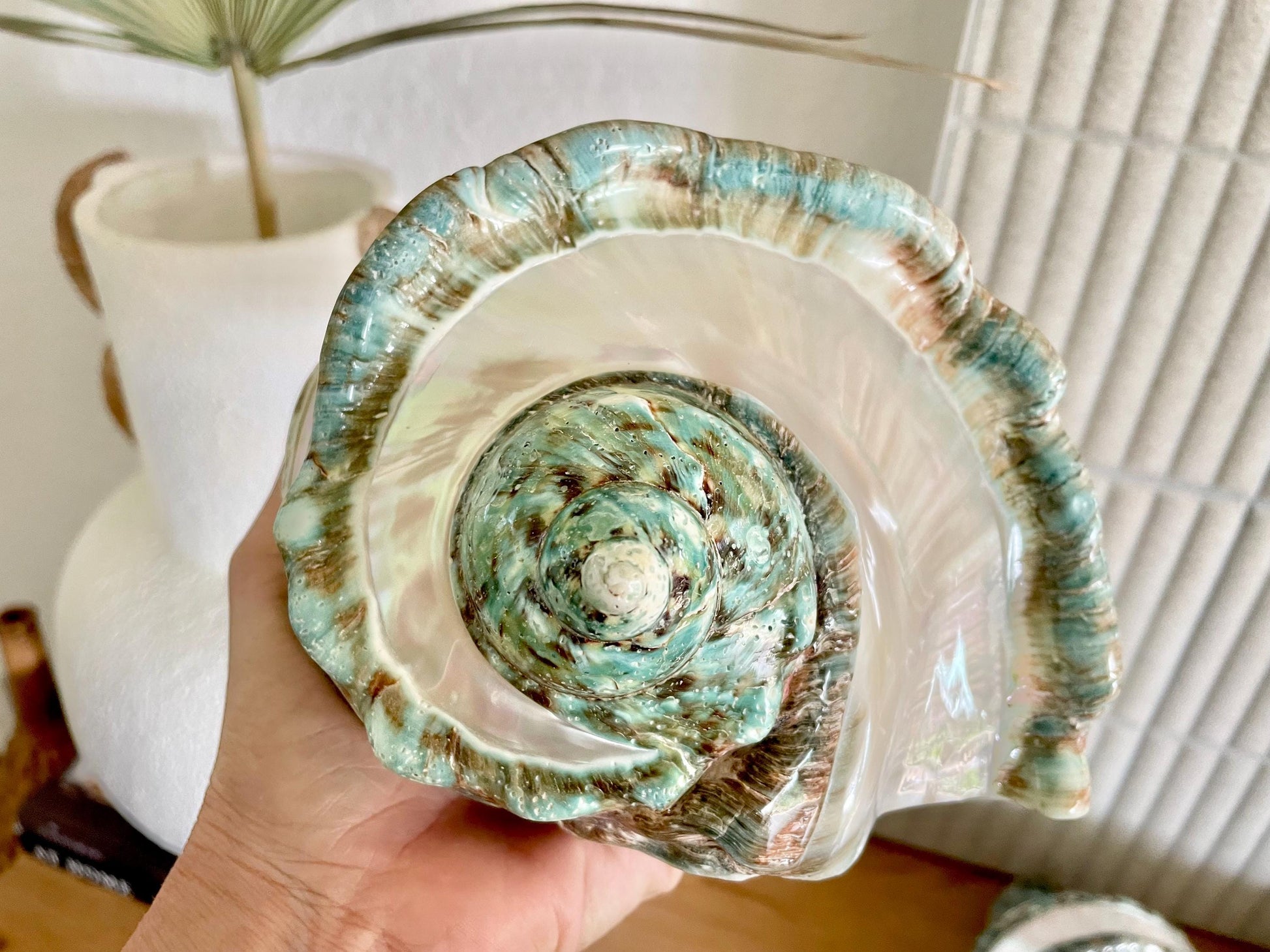 Giant 7-8" Green Banded Marmoratus Turban Shell, Polished Coastal Décor