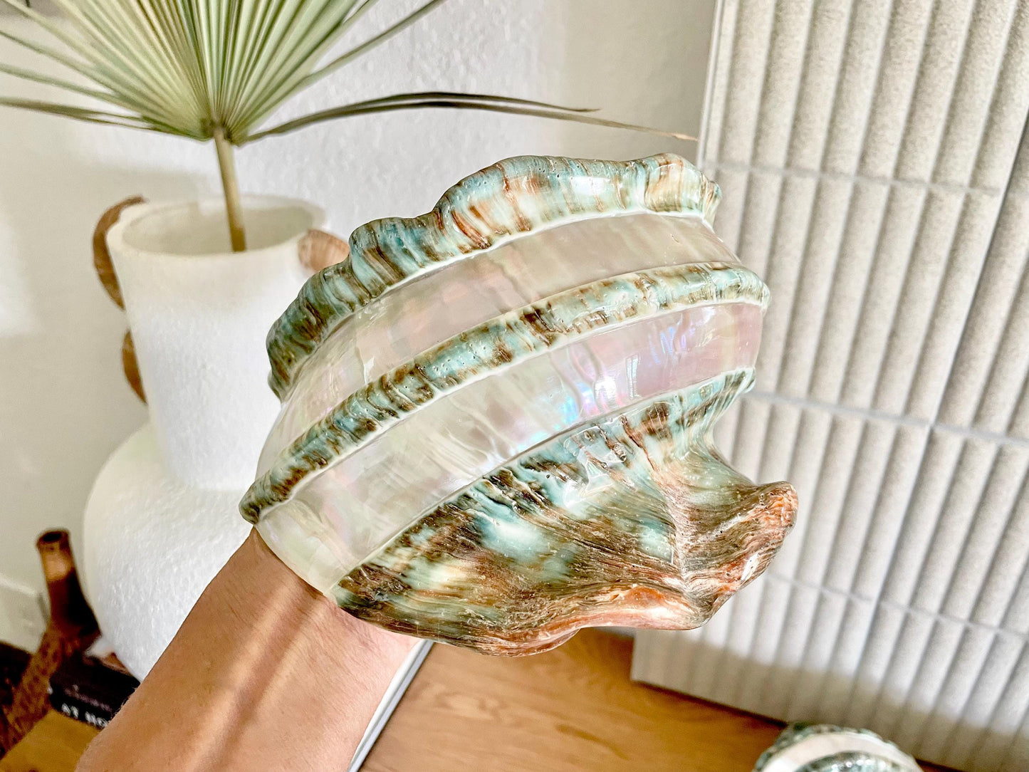 GIANT GREEN MARMORATUS Banded Turban Shell 7-8" X-Large Conch Seashell Mother Of Pearl Polished Coastal Décor